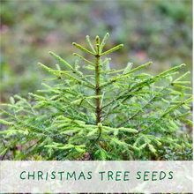 Load image into Gallery viewer, Grow your own Christmas Tree