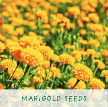 Load image into Gallery viewer, Grow your own Fridas Flowers